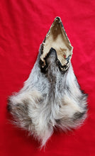 Load image into Gallery viewer, Wolf Head - Taxidermy Quality - WLF1123