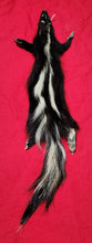 Load image into Gallery viewer, Medium Skunk Hide - HAS FEET AND CLAWS - SNK1011
