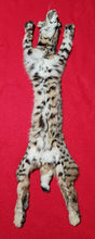 Load image into Gallery viewer, Idaho Tom Bobcat - HAS FEET AND CLAWS - BCH1014