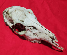 Load image into Gallery viewer, Large Whitetail Deer Doe Skull - Nature Cleaned - DES1008