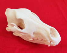 Load image into Gallery viewer, Large Wolf Skull - WLS1006