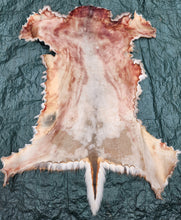 Load image into Gallery viewer, Whitetail Deer Hide - WTDR1008