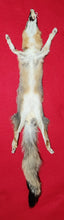 Load image into Gallery viewer, Grey Fox - HAS FEET AND CLAWS - GFX1001
