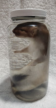 Load image into Gallery viewer, Long-Tailed Weasel - Wet Specimen - WWS1003