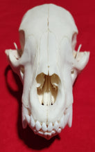 Load image into Gallery viewer, Small Black Bear Skull - BBS1023