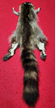 Load image into Gallery viewer, Large Raccoon - HAS FEET AND CLAWS - RAC1019