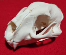 Load image into Gallery viewer, Large Cougar Skull - MLS1020