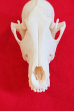 Load image into Gallery viewer, Large Coyote Skull - CYS1007