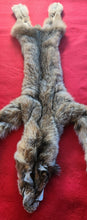 Load image into Gallery viewer, Canadian Lynx - Taxidermy Quality - LYX1002