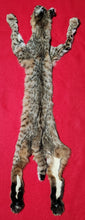 Load image into Gallery viewer, Idaho Tom Bobcat - Taxidermy Quality - BCH1017