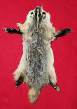 Load image into Gallery viewer, Small Badger - HAS FEET AND CLAWS - BDG1005