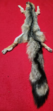 Load image into Gallery viewer, Grey Fox - HAS FEET AND CLAWS - GFX1003