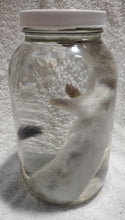 Load image into Gallery viewer, Long-Tailed Weasel - Wet Specimen - WWS1004