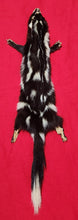 Load image into Gallery viewer, Spotted Skunk - HAS FEET AND CLAWS - SSK1002