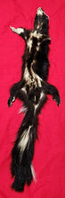 Load image into Gallery viewer, Large Skunk Hide - HAS THREE FEET AND CLAWS - SNK1014