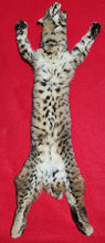 Load image into Gallery viewer, Idaho Female Bobcat - Taxidermy Quality - BCH1011