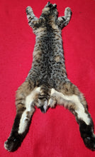 Load image into Gallery viewer, Idaho Female Bobcat - Taxidermy Quality - BCH1011