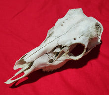 Load image into Gallery viewer, XXL Whitetail Deer Buck Skull - Nature Cleaned - DES1009