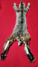 Load image into Gallery viewer, Idaho Bobcat - Taxidermy Quality - BCH1018