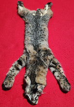 Load image into Gallery viewer, Idaho Female Bobcat - Taxidermy Quality - BCH1011