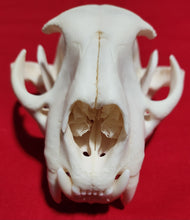 Load image into Gallery viewer, XL Cougar Skull - MLS1022