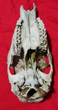 Load image into Gallery viewer, Cow Elk Skull - Nature Cleaned - CES1009