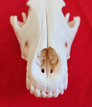 Load image into Gallery viewer, Large Wolf Skull - WLS1006