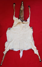 Load image into Gallery viewer, White-Tail Deer Hide - Taxidermy Quality - DOE - WTD1010