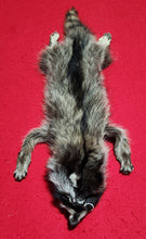 Load image into Gallery viewer, Medium Raccoon Hide - Taxidermy Quality - RAC1015