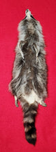 Load image into Gallery viewer, XL Raccoon Hide - HAS FEET AND CLAWS - RAC1018