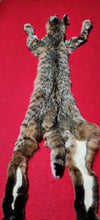 Load image into Gallery viewer, Idaho Tom Bobcat - Taxidermy Quality - BCH1017