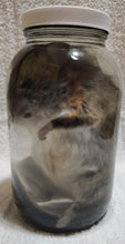 Load image into Gallery viewer, Packrat - Wet Specimen