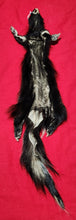 Load image into Gallery viewer, Medium Skunk Hide - HAS FEET AND CLAWS - SNK1011