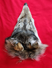 Load image into Gallery viewer, Wolf Head - Taxidermy Quality - WLF1123
