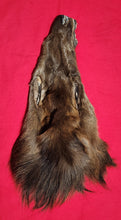 Load image into Gallery viewer, Cow Elk Head