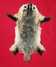 Load image into Gallery viewer, Medium Badger - HAS FEET AND CLAWS - BDG1004