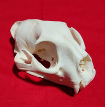 Load image into Gallery viewer, XL Cougar Skull - MLS1022