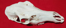 Load image into Gallery viewer, XL Cow Elk Skull - UPPER Skull - CES1006