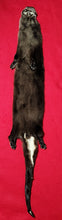 Load image into Gallery viewer, River Otter - Taxidermy Quality - OTR1004