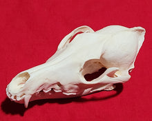 Load image into Gallery viewer, Large Coyote Skull - CYS1011