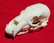 Load image into Gallery viewer, Small Black Bear Skull - BBS1024
