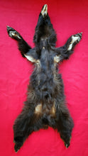Load image into Gallery viewer, Black Bear Hide - Taxidermy Quality - BBR1006