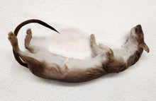 Load image into Gallery viewer, Long-Tailed Weasel - Wet Specimen - WWS1003