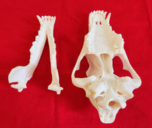 Load image into Gallery viewer, Large Wolf Skull - WLS1006