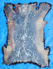 Load image into Gallery viewer, Black Bear Hide