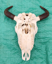 Load image into Gallery viewer, Buffalo Skull - UPPER Skull