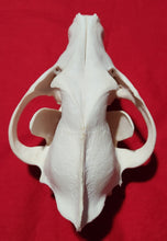 Load image into Gallery viewer, XXXL Wolf Skull - WLS1010