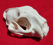 Load image into Gallery viewer, XXXL Cougar Skull - MLS1023