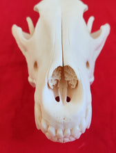 Load image into Gallery viewer, XXL Wolf Skull - WLS1005