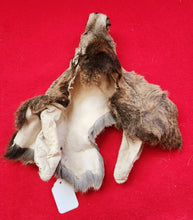 Load image into Gallery viewer, White-Tail Deer Head - Buck